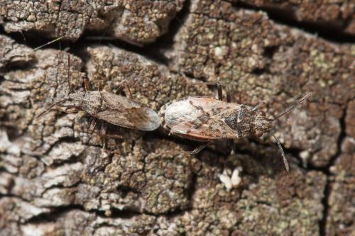 Nysius sp.